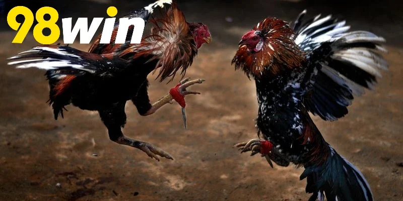 Thời gian chiến đấu một trận Đá Gà Cựa Dao 98WIN
